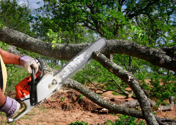 Best Hazardous Tree Removal  in Vineland, NJ